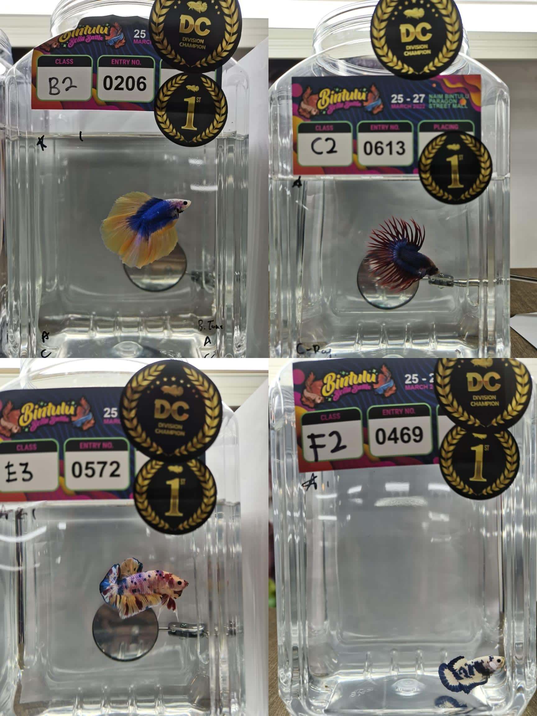 betta