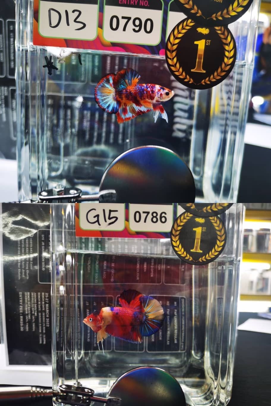 betta