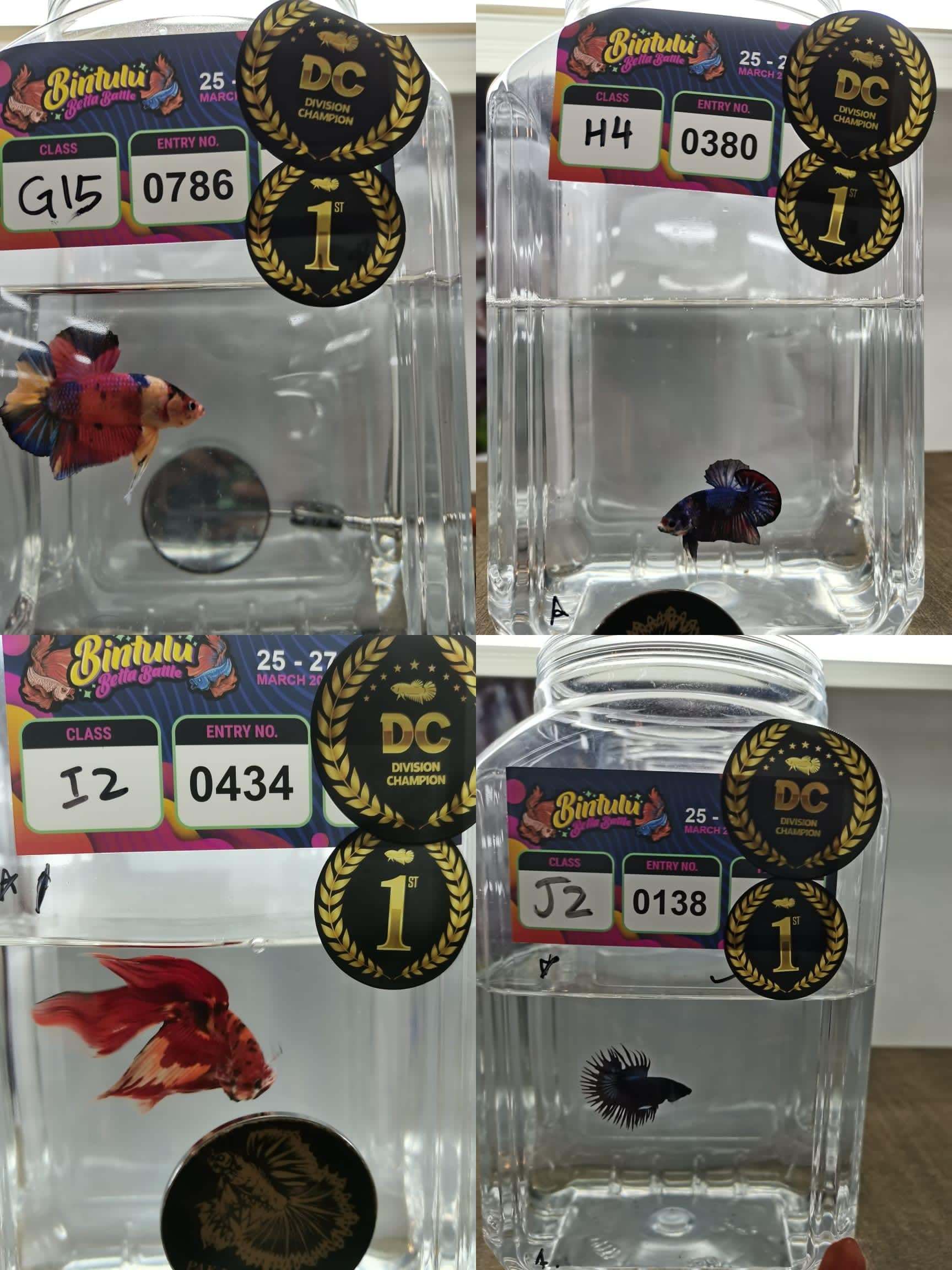 betta